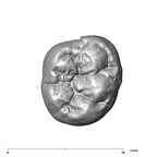 SK 104 Paranthropus robustus LRM1 occlusal