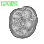 SK 104 Paranthropus robustus LRM1 ply