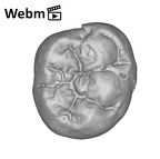 SK 104 Paranthropus robustus LRM1 ply movie