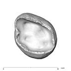 SK 105 Paranthropus robustus ULM3 apical