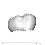 SK 105 Paranthropus robustus ULM3 buccal