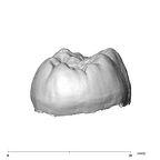 SK 105 Paranthropus robustus ULM3 distal