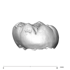 SK 105 Paranthropus robustus ULM3 lingual