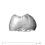 SK 105 Paranthropus robustus ULM3 mesial