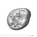 SK 105 Paranthropus robustus ULM3 occlusal