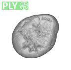 SK 105 Paranthropus robustus ULM3 ply