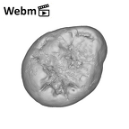 SK 105 Paranthropus robustus ULM3 ply movie