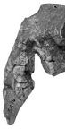 SK 10 + SK 1648 P. robustus mandible