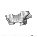 SK 11 Paranthropus robustus maxilla anterior