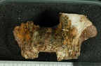 SK 11 Paranthropus robustus maxilla anterior photo