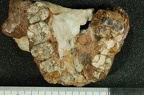 SK 11 Paranthropus robustus maxilla inferior photo