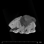 SK 11 Paranthropus robustus maxilla internal