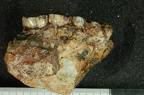 SK 11 Paranthropus robustus maxilla lateral left photo