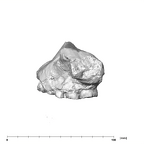 SK 11 Paranthropus robustus maxilla lateral left side