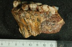 SK 11 Paranthropus robustus maxilla lateral right photo