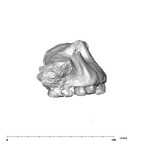SK 11 Paranthropus robustus maxilla lateral right side
