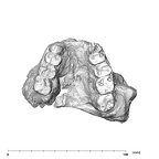 SK 11 P. robustus maxilla