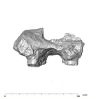 SK 11 Paranthropus robustus maxilla posterior