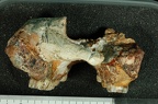 SK 11 Paranthropus robustus maxilla posterior photo