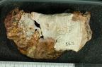 SK 11 Paranthropus robustus maxilla superio photo