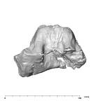 SK 11 Paranthropus robustus maxilla superior