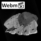 SK 11 Paranthropus robustus maxilla ct stack movie