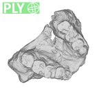 SK 11 Paranthropus robustus maxilla ply