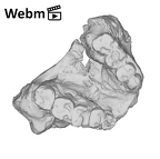 SK 11 Paranthropus robustus maxilla ply movie