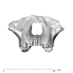 SK 12a Paranthropus robustus maxilla anterior