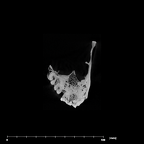 SK 12a Paranthropus robustus maxilla internal