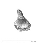 SK 12a Paranthropus robustus maxilla lateral right side