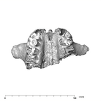 SK 12a P. robustus maxilla