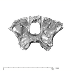 SK 12a Paranthropus robustus maxilla posterior
