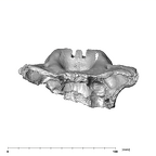 SK 12a Paranthropus robustus maxilla superior