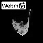SK 12a Paranthropus robustus maxilla ct stack movie
