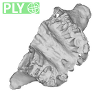 SK 12a Paranthropus robustus maxilla ply