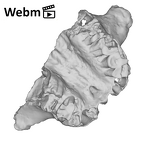 SK 12a Paranthropus robustus maxilla ply movie