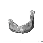 SK 12b Paranthropus robustus mandible anterior