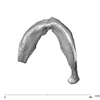 SK 12b Paranthropus robustus mandible inferior