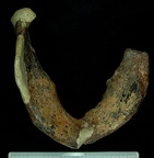 SK 12b Paranthropus robustus mandible inferior photo