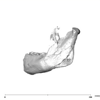 SK 12b Paranthropus robustus mandible lateral left