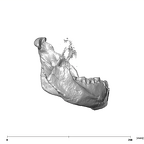 SK 12b Paranthropus robustus mandible lateral right