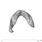 SK 12b Paranthropus robustus mandible occlusal