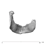 SK 12b Paranthropus robustus mandible posterior