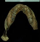 SK 12b Paranthropus robustus mandible superior photo