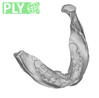 SK 12b Paranthropus robustus mandible ply