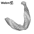 SK 12b Paranthropus robustus mandible ply movie