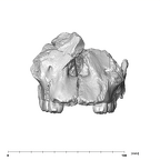 SK 13.SK 14 Paranthropus robustus maxilla anterior