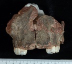 SK 13.SK 14 Paranthropus robustus maxilla anterior photo