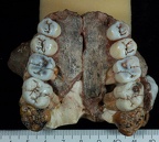 SK 13.SK 14 Paranthropus robustus maxilla inferior photo